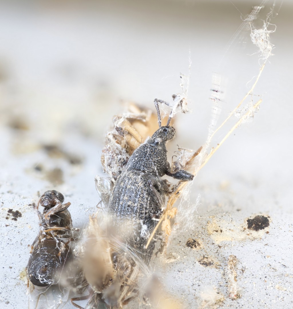 Just dead bugs fighting for&nbsp;life